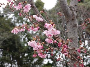 【2026】🌸桜ブログ🌸 第4回