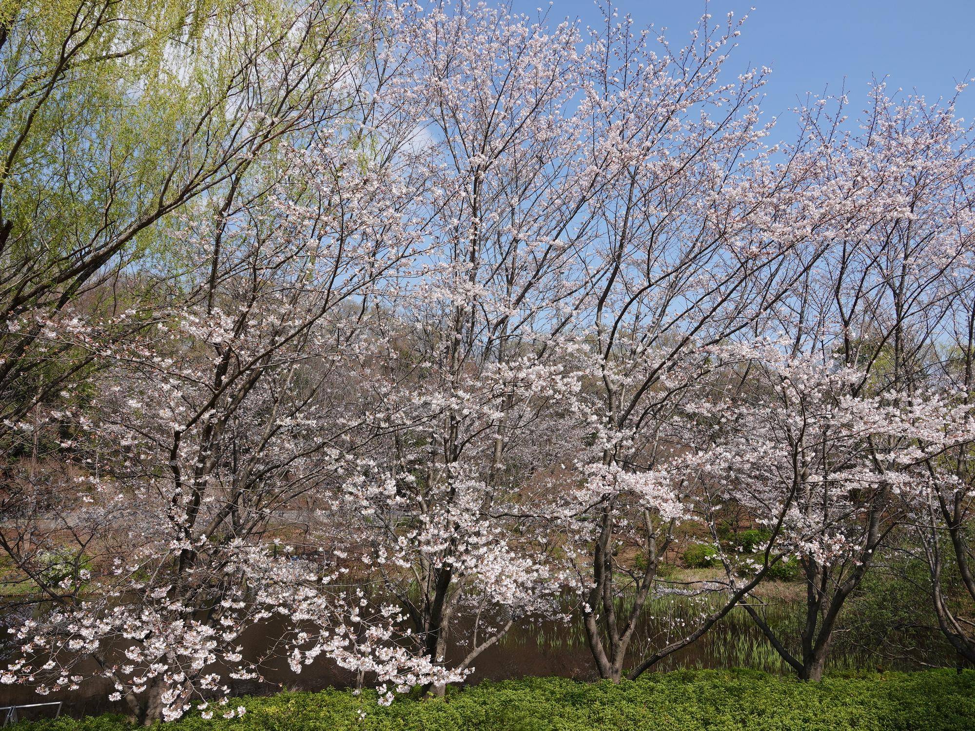 【2026】🌸桜ブログ🌸 第6回の写真