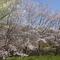 【2026】🌸桜ブログ🌸 第6回の画像