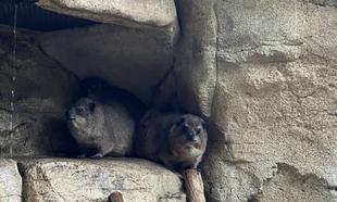 🌸ケープハイラックスとの２年間🌸