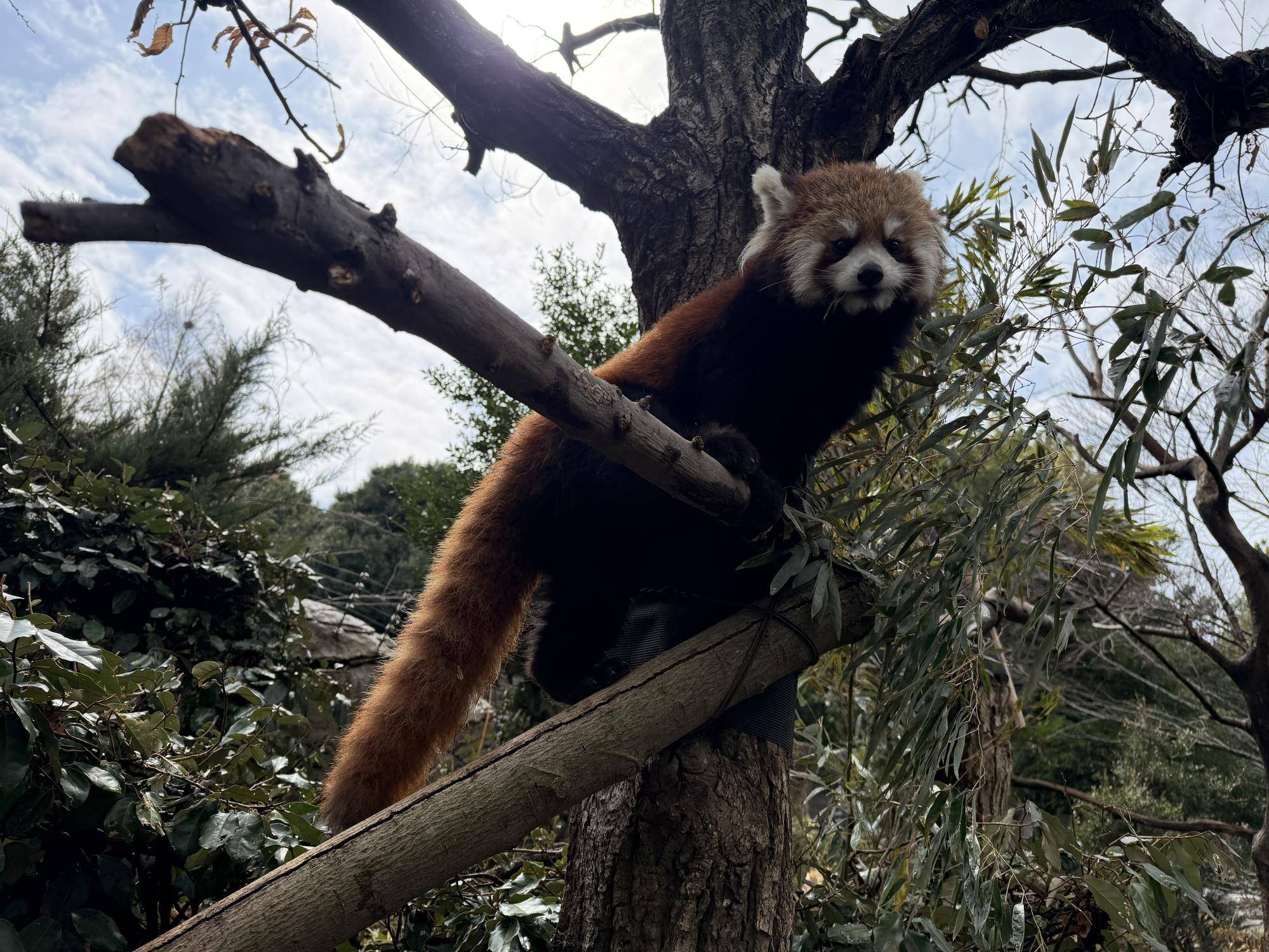  レッサーパンダ　成長記１７の写真