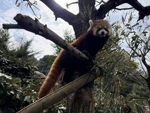  レッサーパンダ　成長記１７