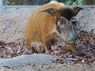 落ち葉を利用するイノシシ