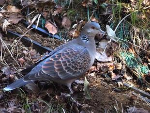 ズーラシアの野鳥⑳ハトくらいの大きさの鳥🐤