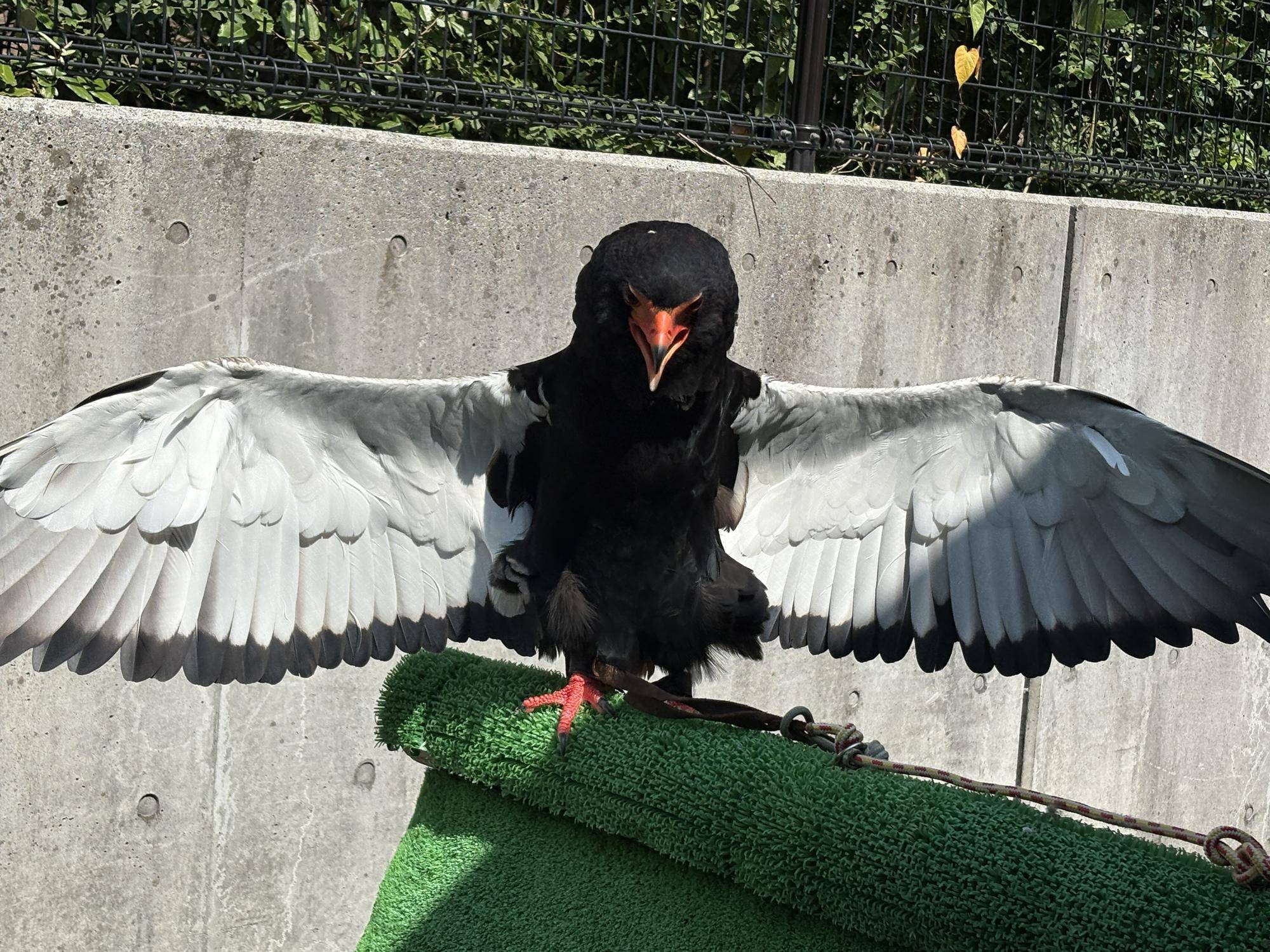 ペリットって知ってる？の写真