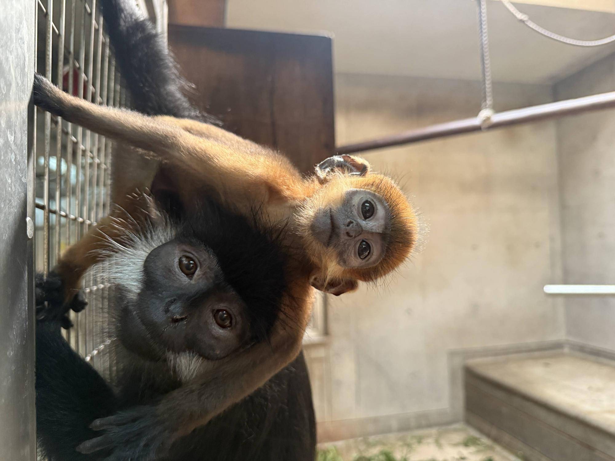 たくさんのサルたち🍃の写真