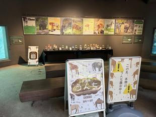 企画展「うんち」はじまりました！①