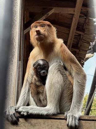 テングザルの赤ちゃん、愛称決定☆*+。