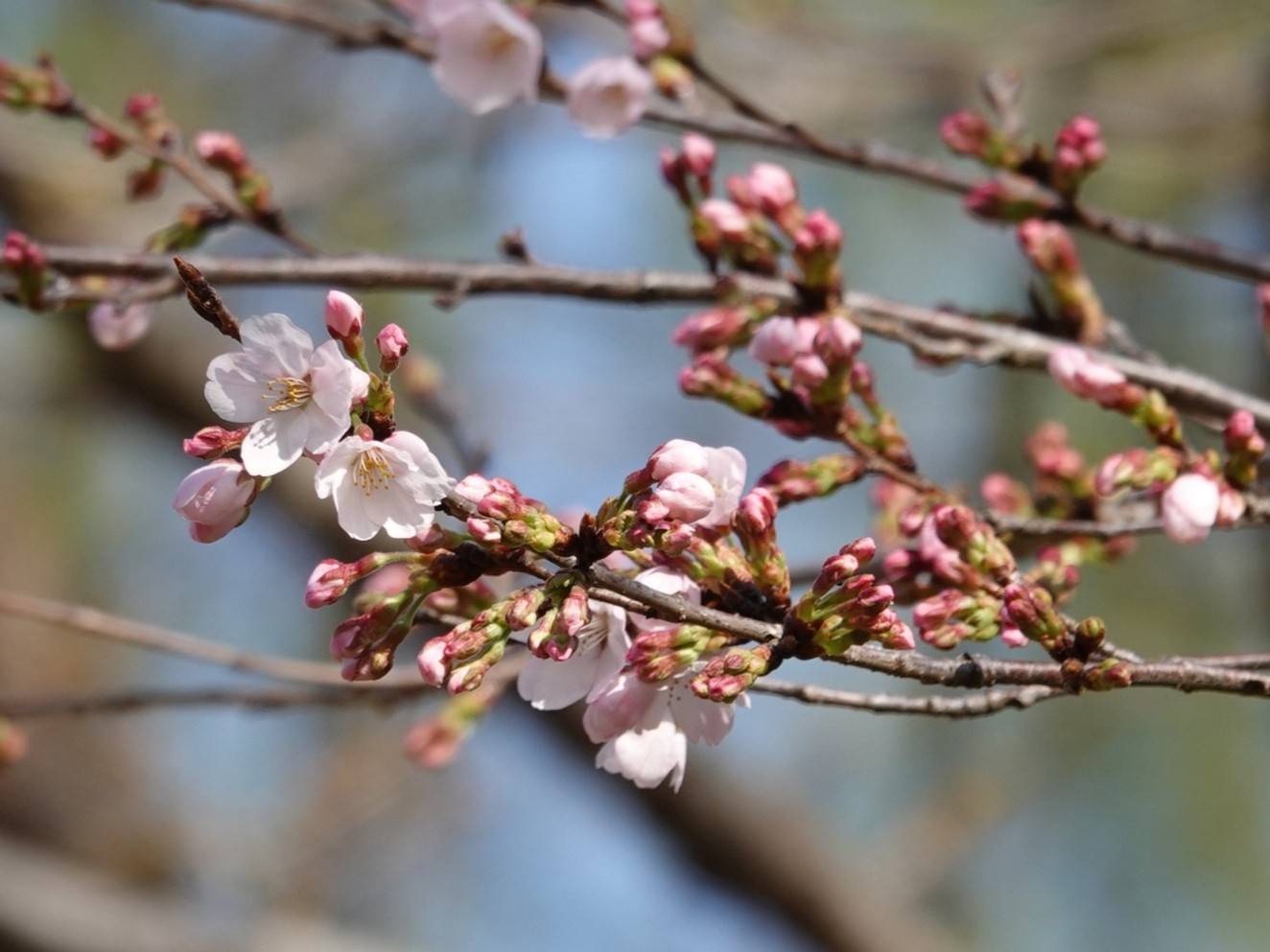 【2026】🌸桜ブログ🌸 第5回の写真