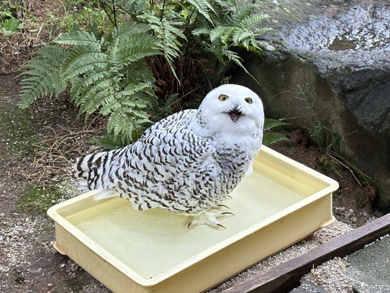 トウホクノウサギとシロフクロウの展示についての写真