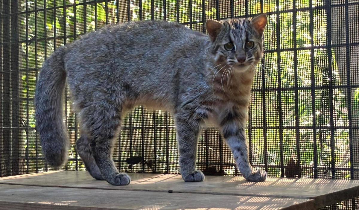 ツシマヤマネコの今期の取り組みについて|飼育日誌｜ブログ|よこはま