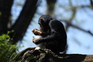 チンパンジーに旬のおやつをプレゼント(4月：玉ねぎ）