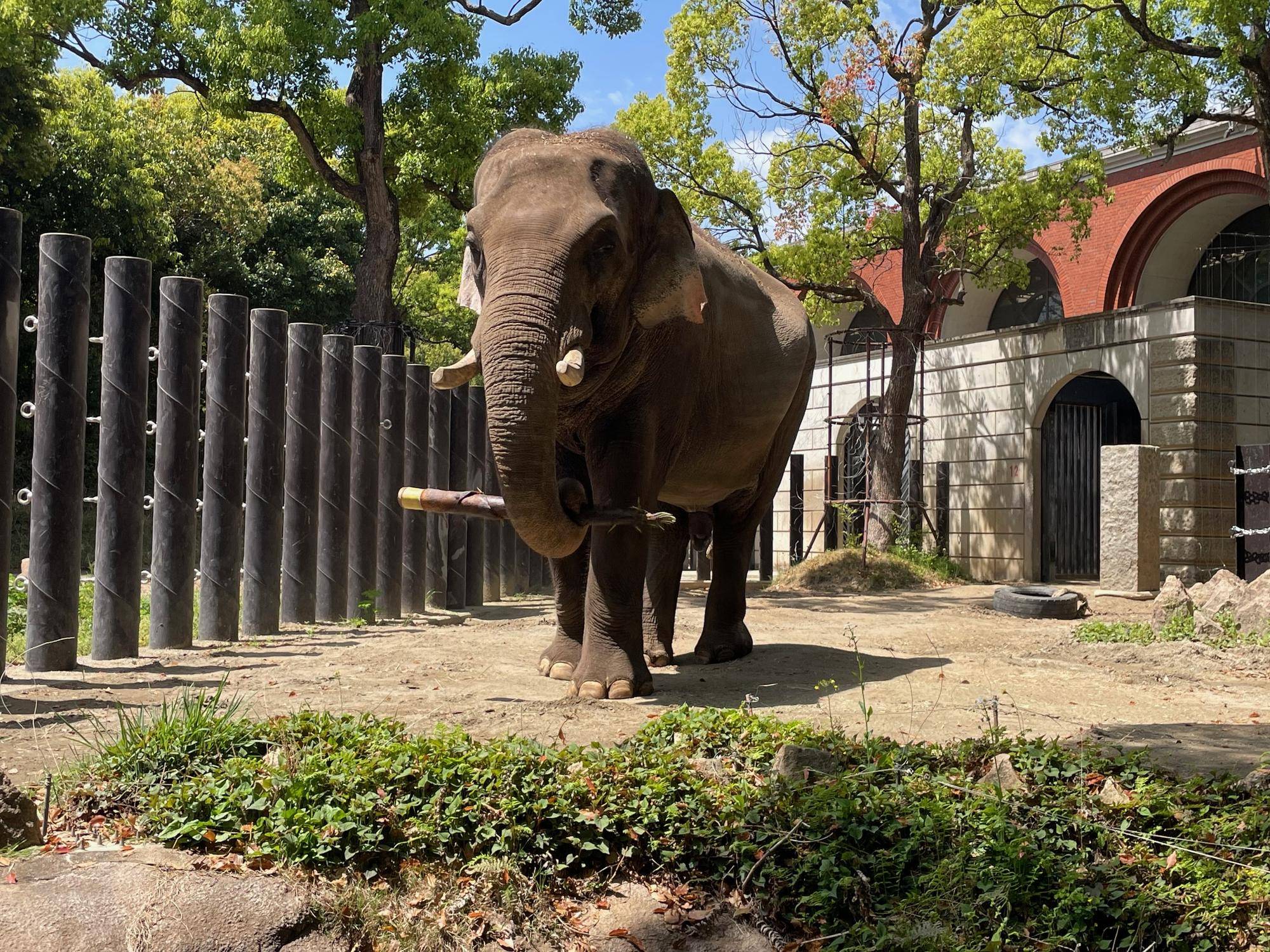 ゾウに春の味覚をプレセント！の写真