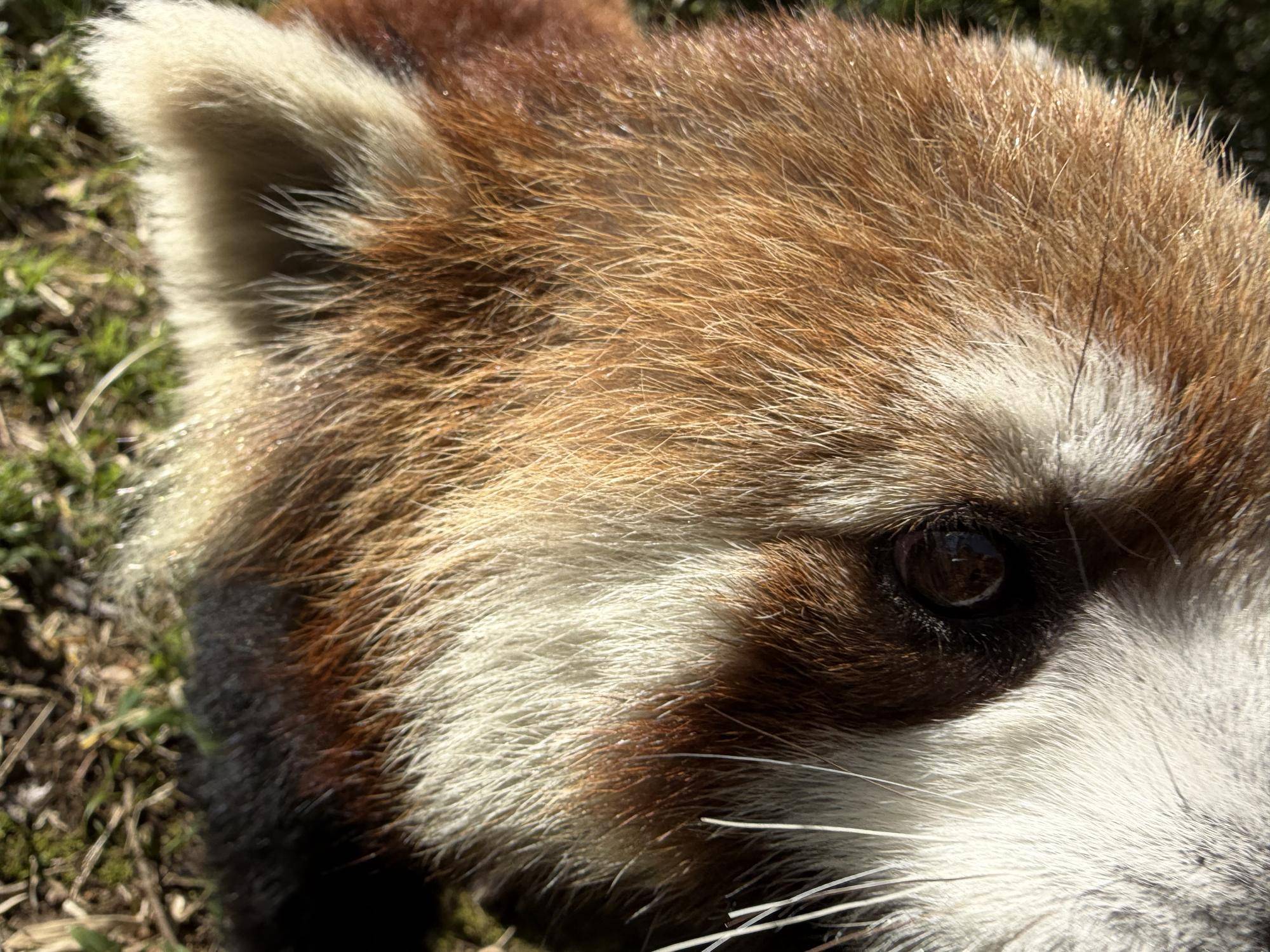   レッサーパンダ　成長記１９の写真