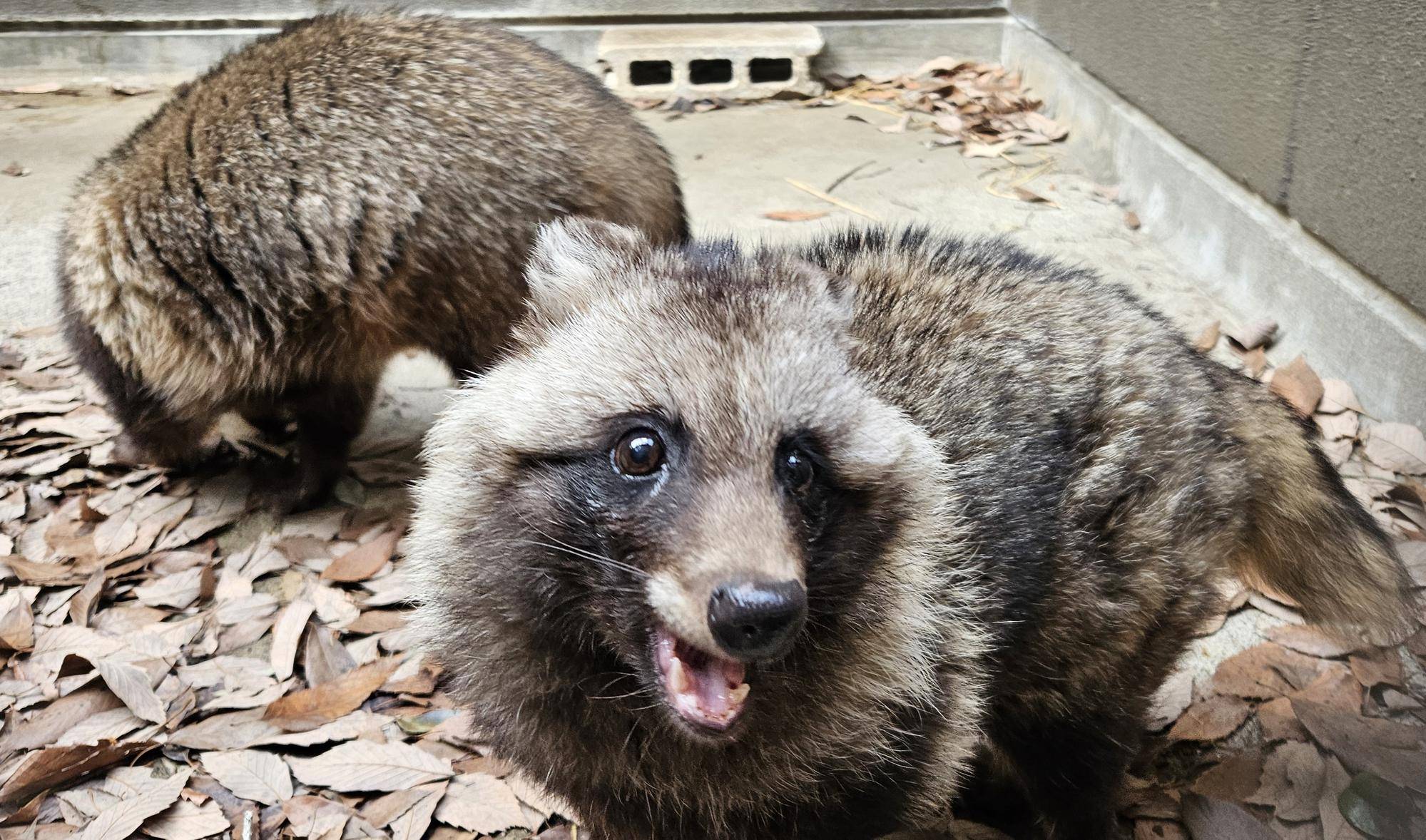タヌキツ近況ブログ♪12の写真