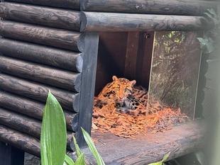 ステイシー小屋に入る☁