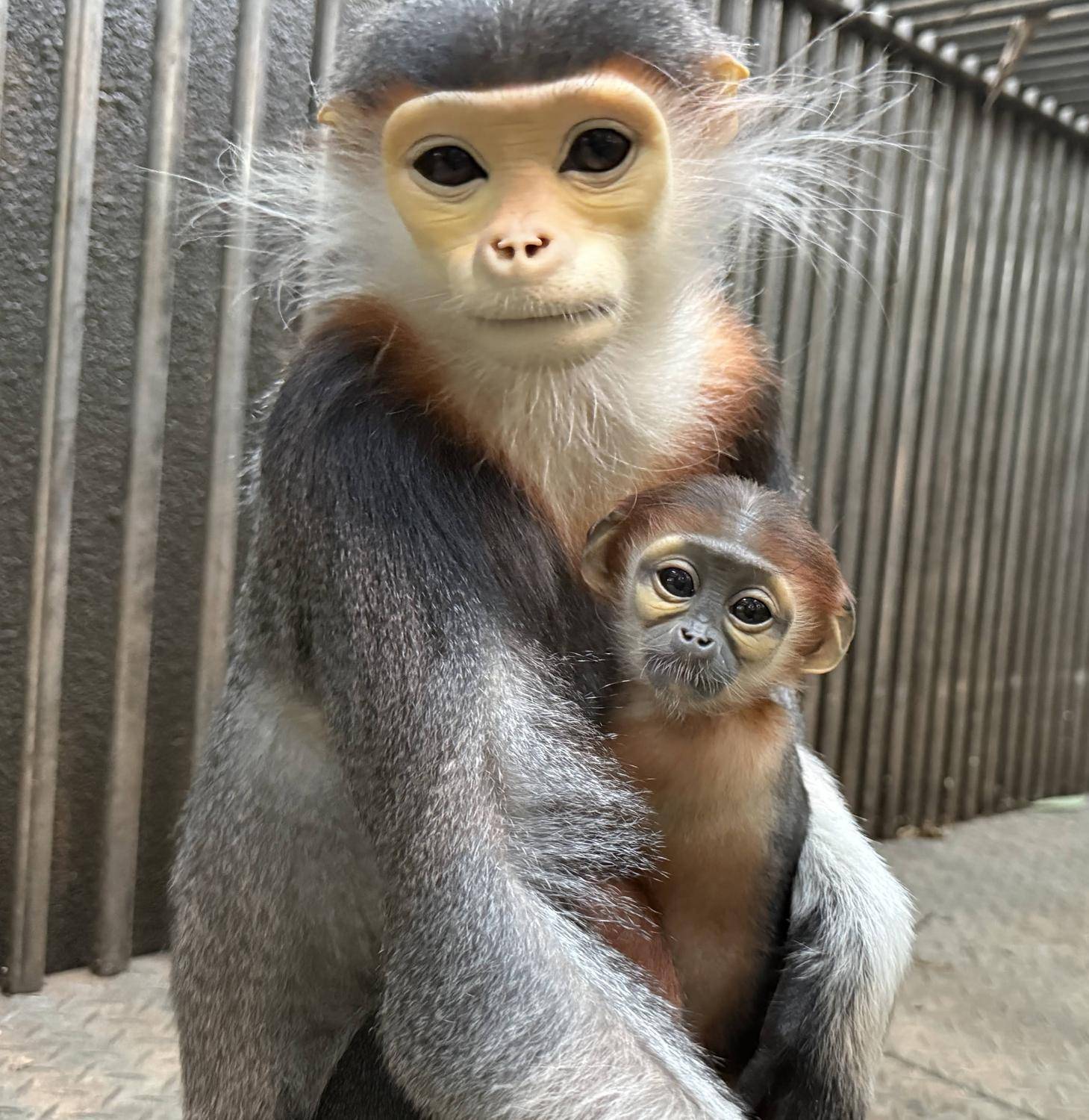 アカアシドゥクラングールの赤ちゃんの愛称投票についての写真