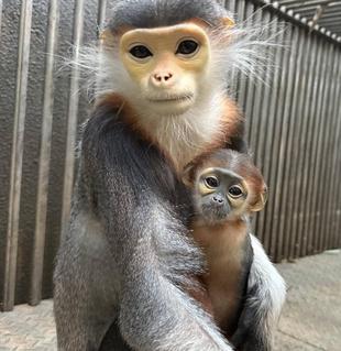 アカアシドゥクラングールの赤ちゃんの愛称投票について