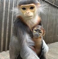 アカアシドゥクラングールの赤ちゃんの愛称投票についての画像