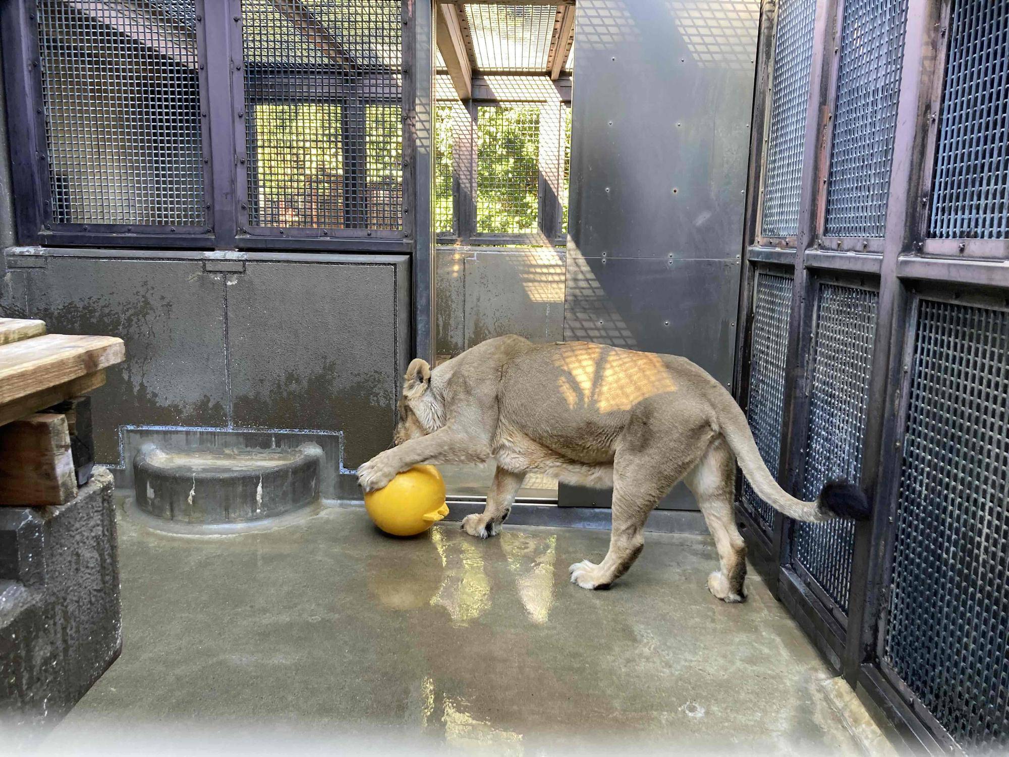 バックヤードでの過ごし方の写真