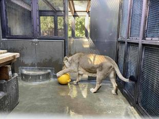 バックヤードでの過ごし方