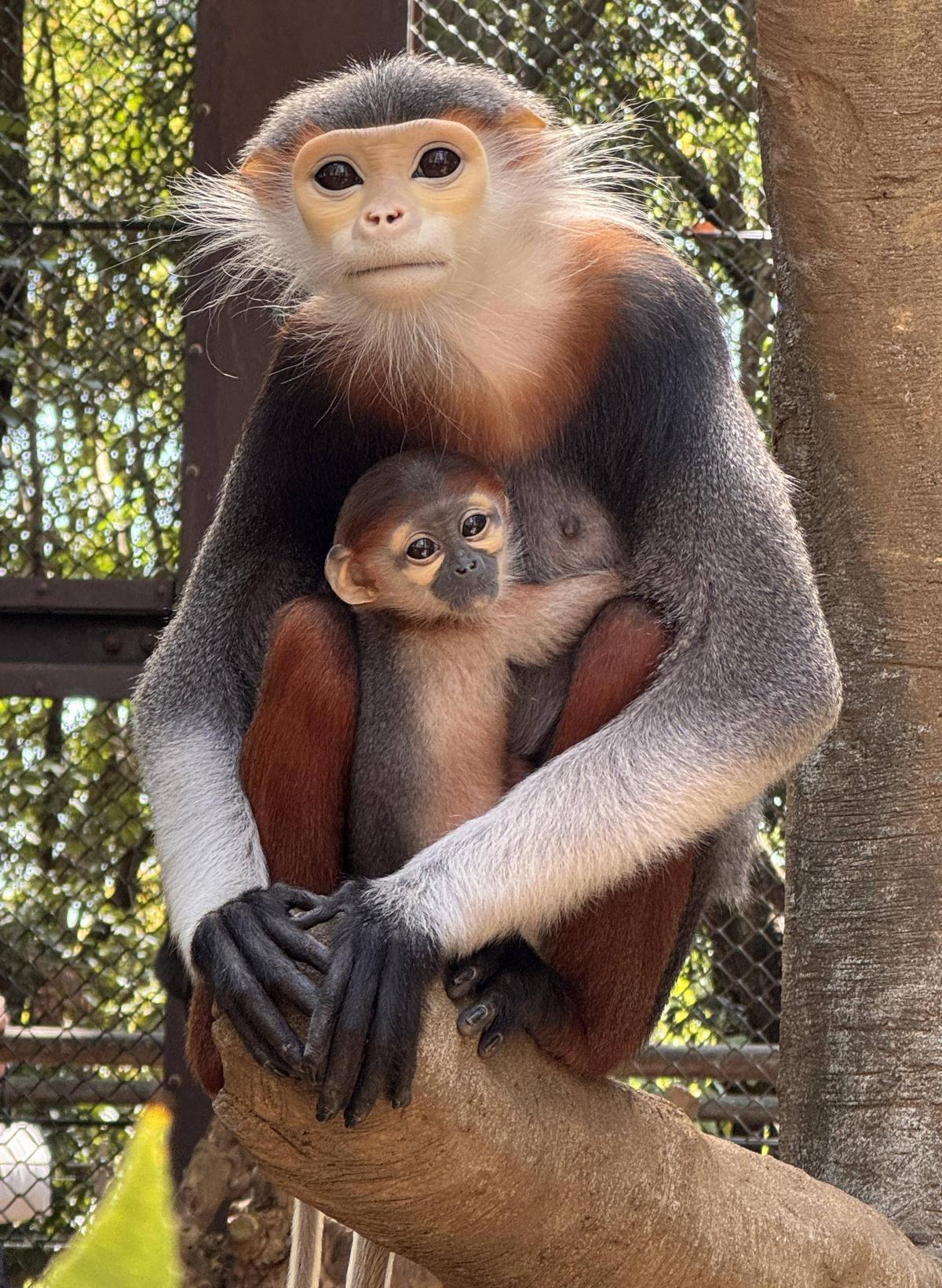 Baby red-shanked douc langur held by a parent at Yokohama Zoorasia