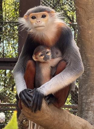 アカアシドゥクラングールの赤ちゃんの愛称投票にご参加ください！