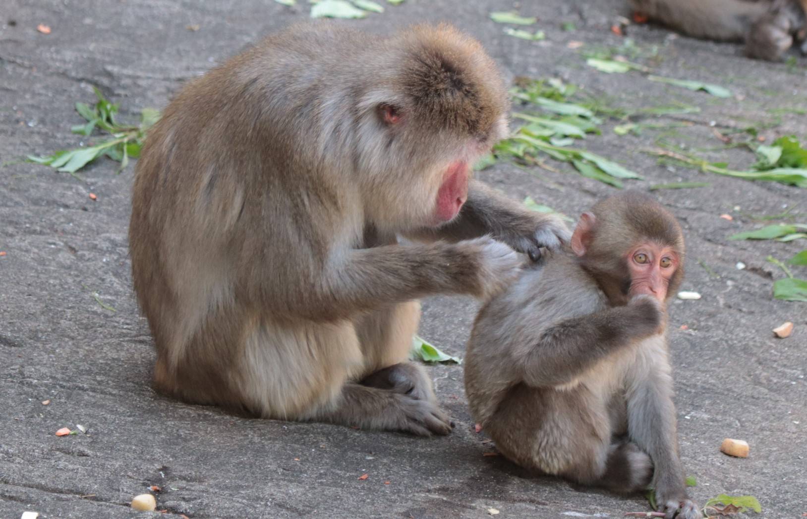 見つけてくだサル？ニホンザル🐵（4月）の写真