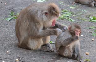 見つけてくだサル？ニホンザル🐵（4月）