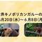 「世界キノボリカンガルーの日」イベントを開催しますの画像
