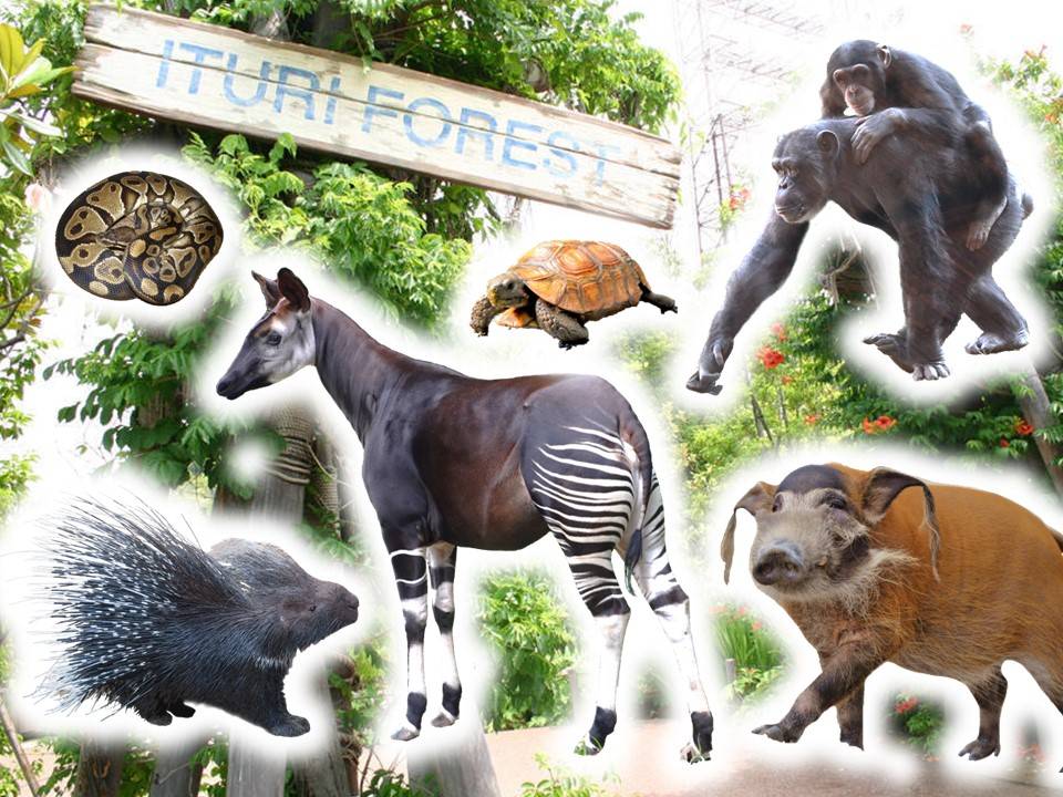 「アフリカの熱帯雨林」ゾーンの１ショットブログ　その１１１の写真