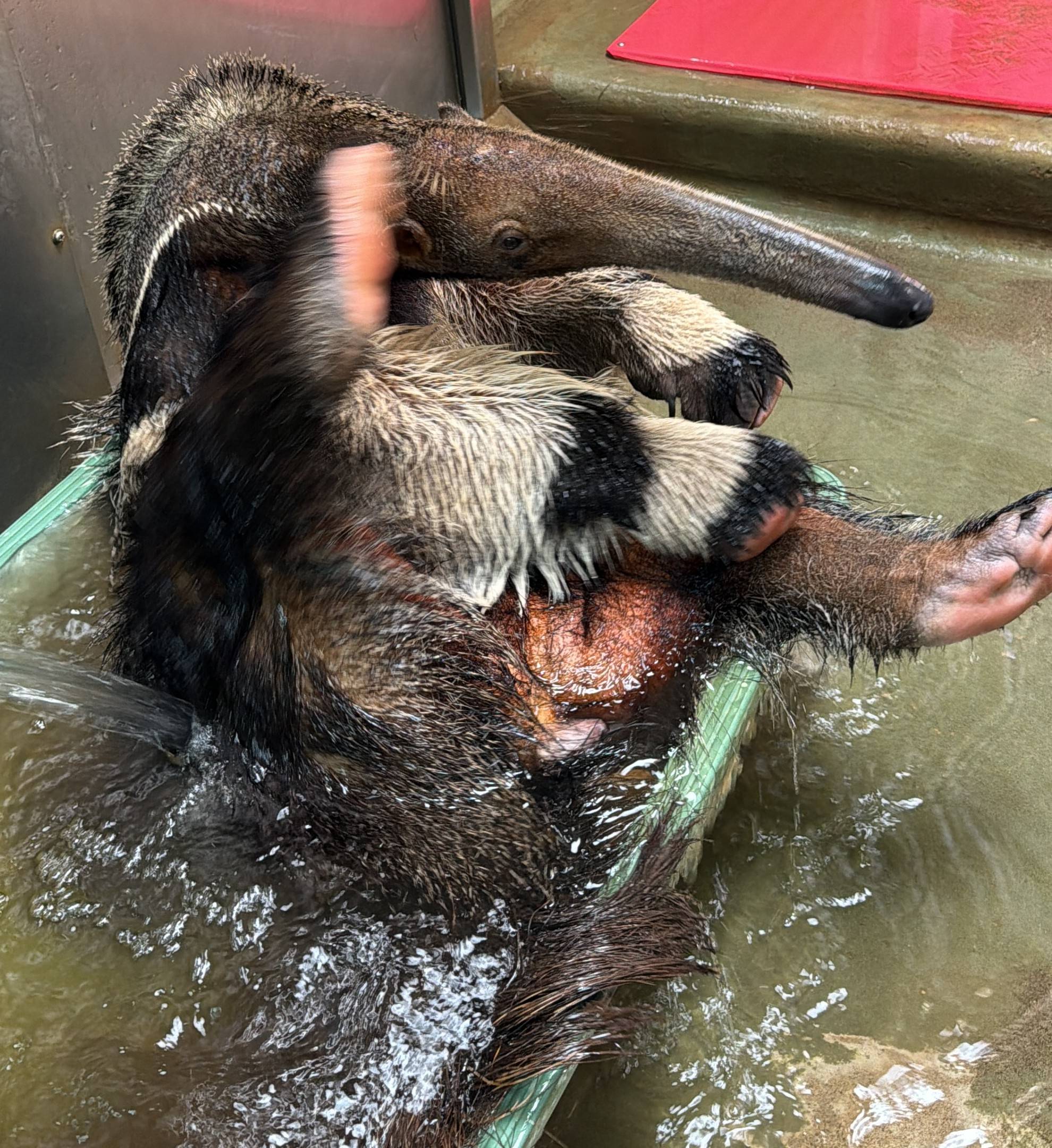 オオアリクイ通信🐜新年度のオオアリクイたちの写真