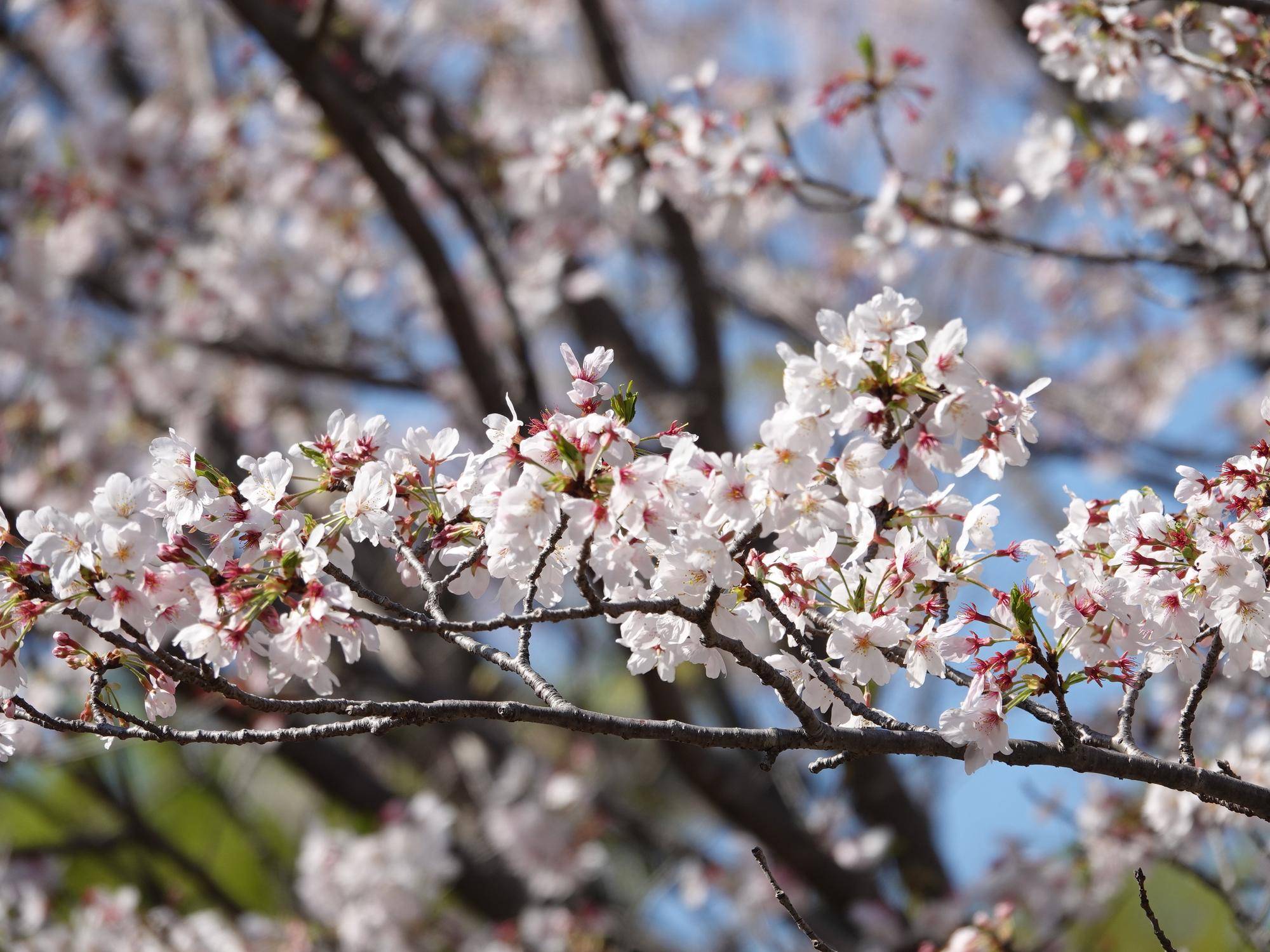 【2026】🌸桜ブログ🌸 第7回の写真