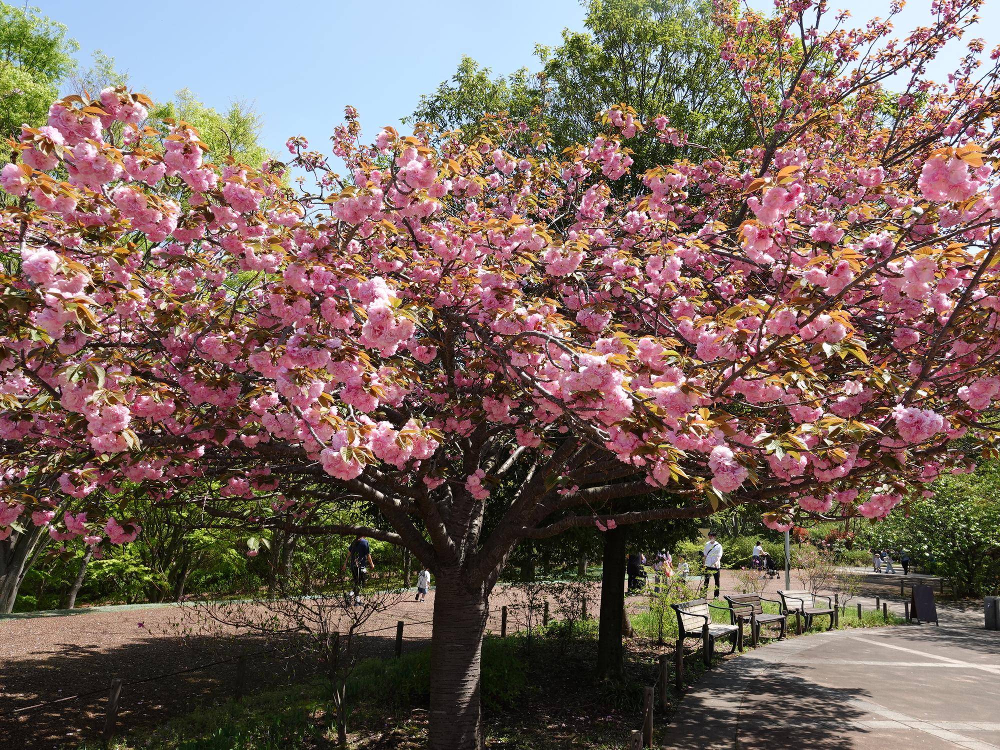【2026】🌸桜ブログ🌸 第8回の写真