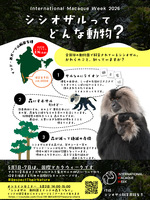 国際マカクウィーク特別イベント オンラインセミナー 「シシオザル 動物園とインドの森をつなぐ」の画像