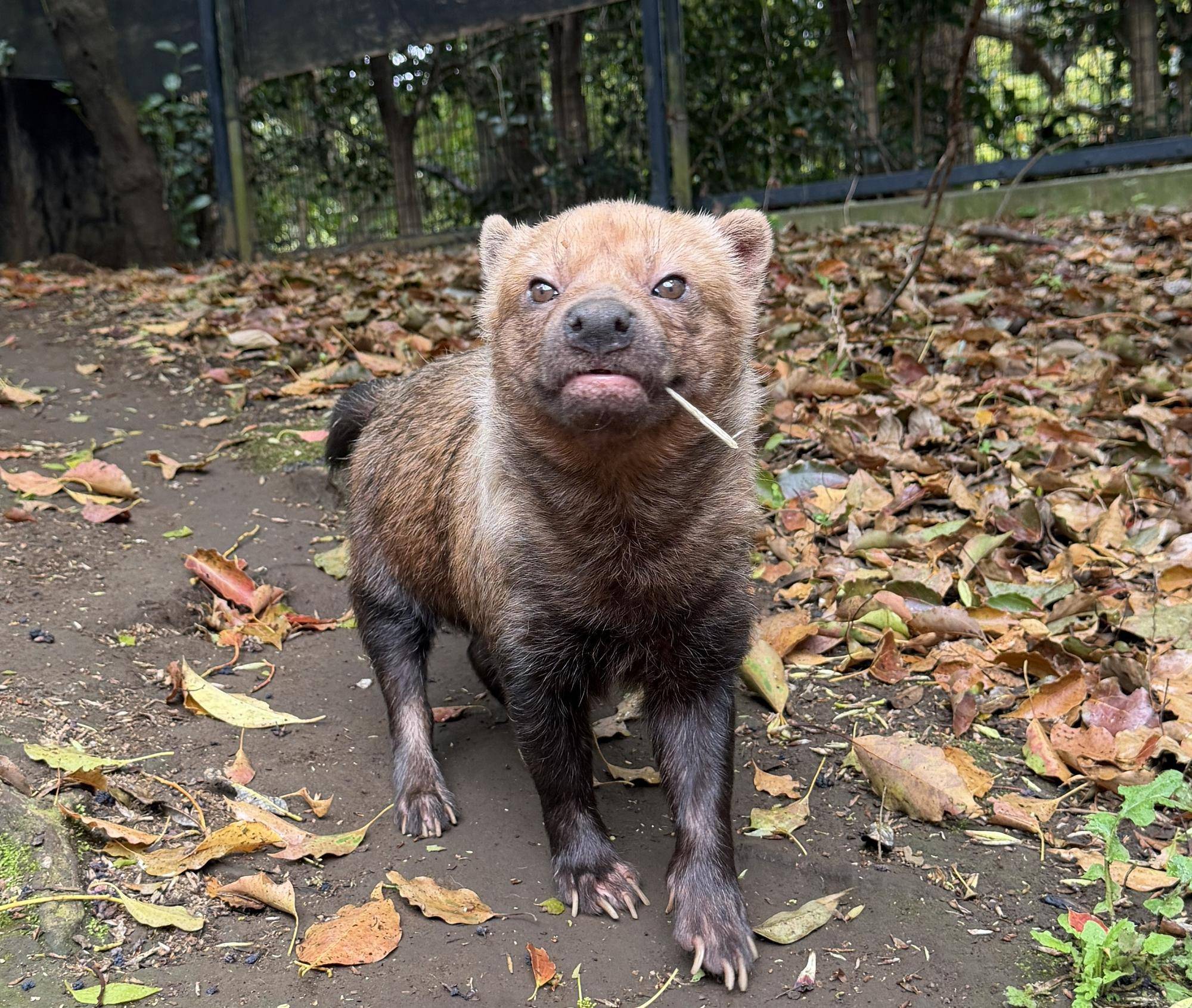 ヤブイヌ通信　パパマル......っ！の写真