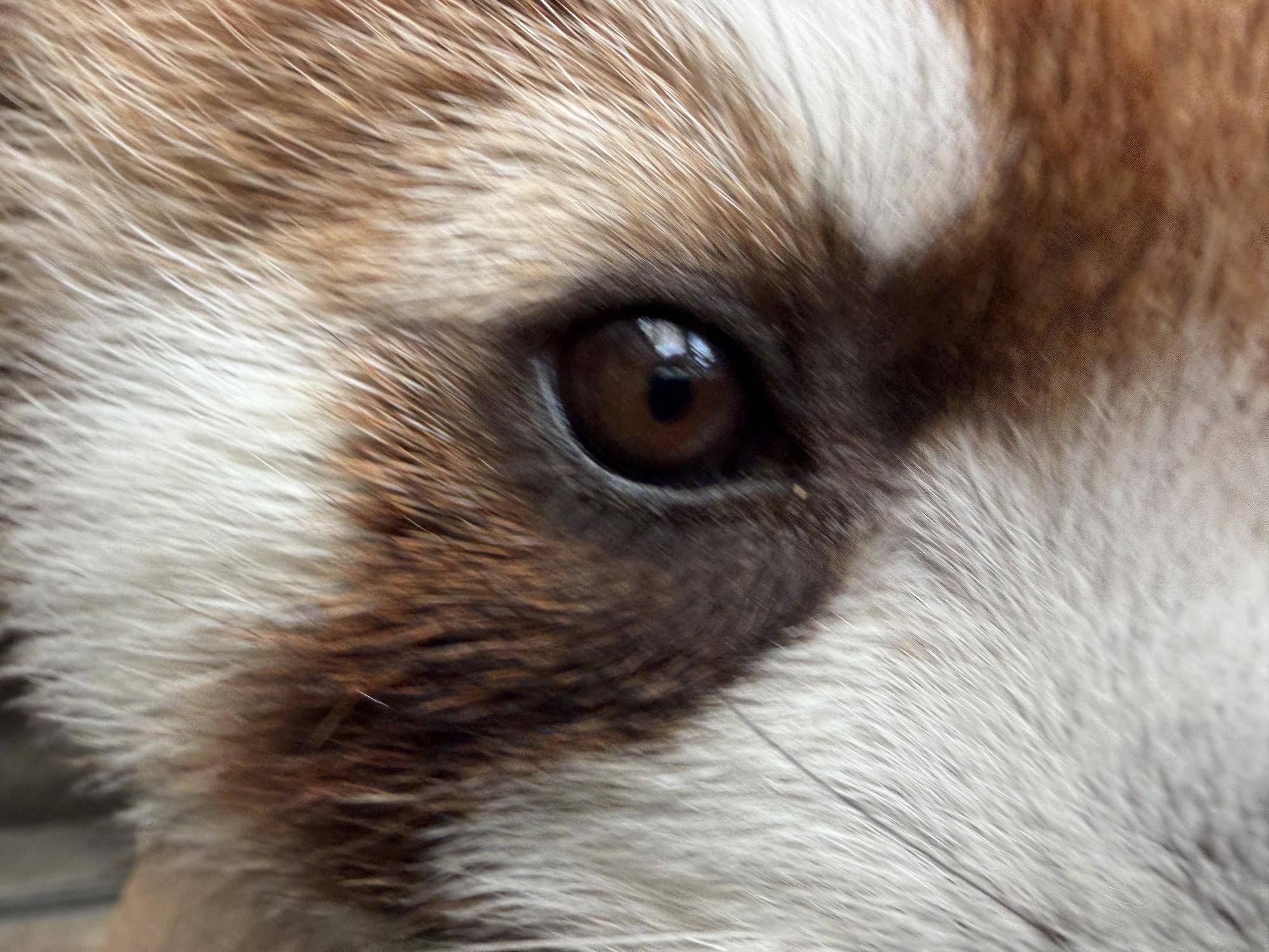  レッサーパンダ　成長記１８の写真