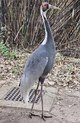 ブー、ありがとう。