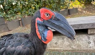 バードショー再開します