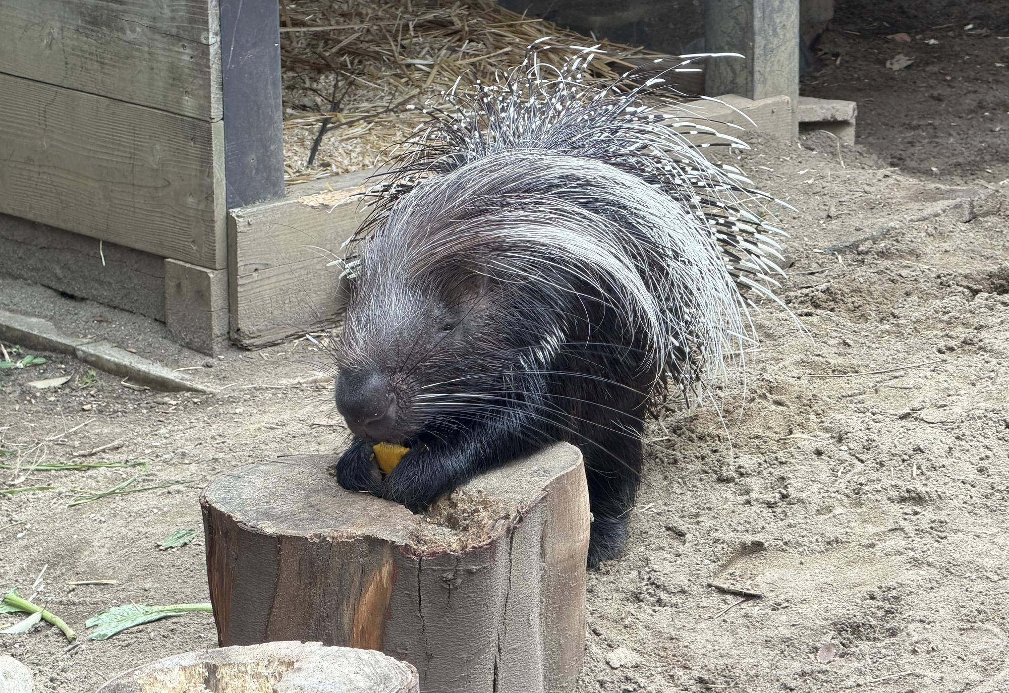 やまあらにっし。　朝のルーティンの写真