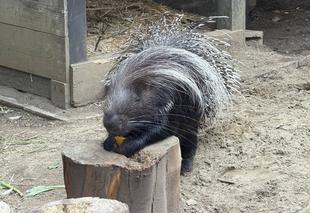 やまあらにっし。　朝のルーティン