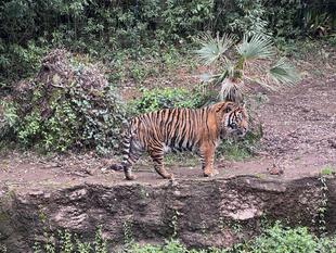 新年度になり🐯