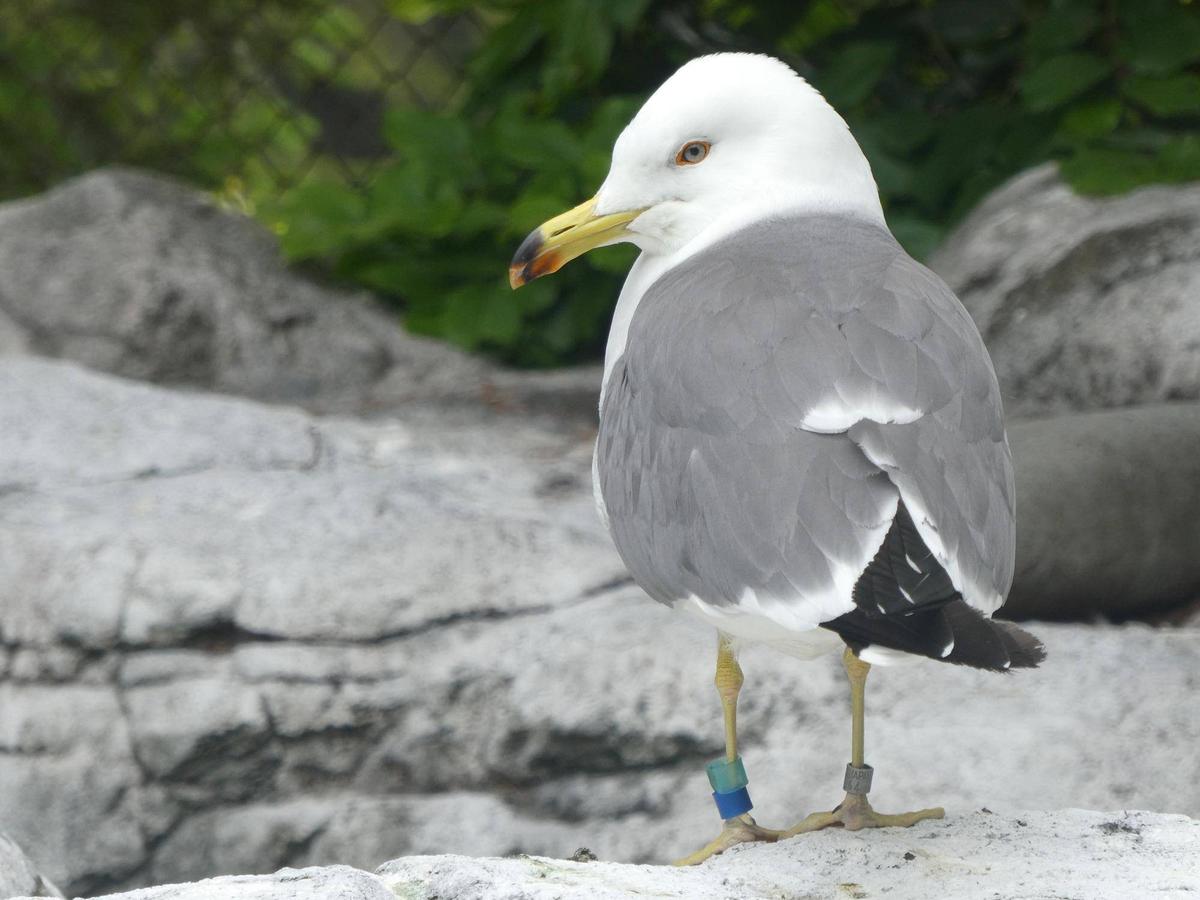 ウミネコ01ページ ウミネコ - Wikipedia