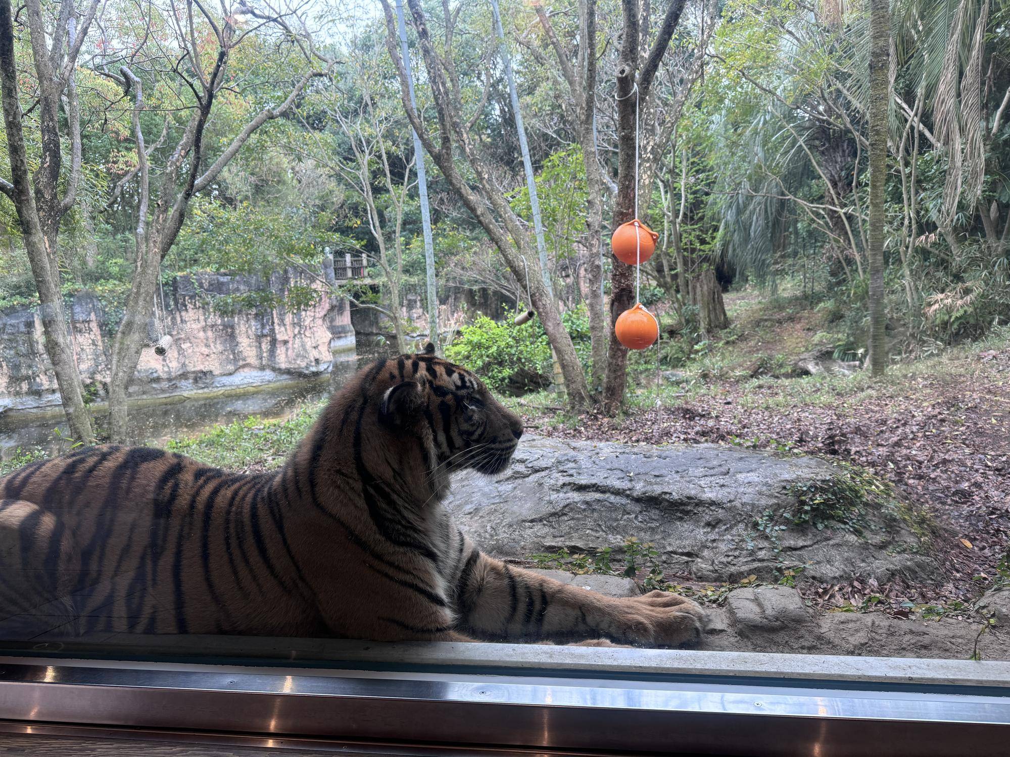 雨の日は🐯の写真