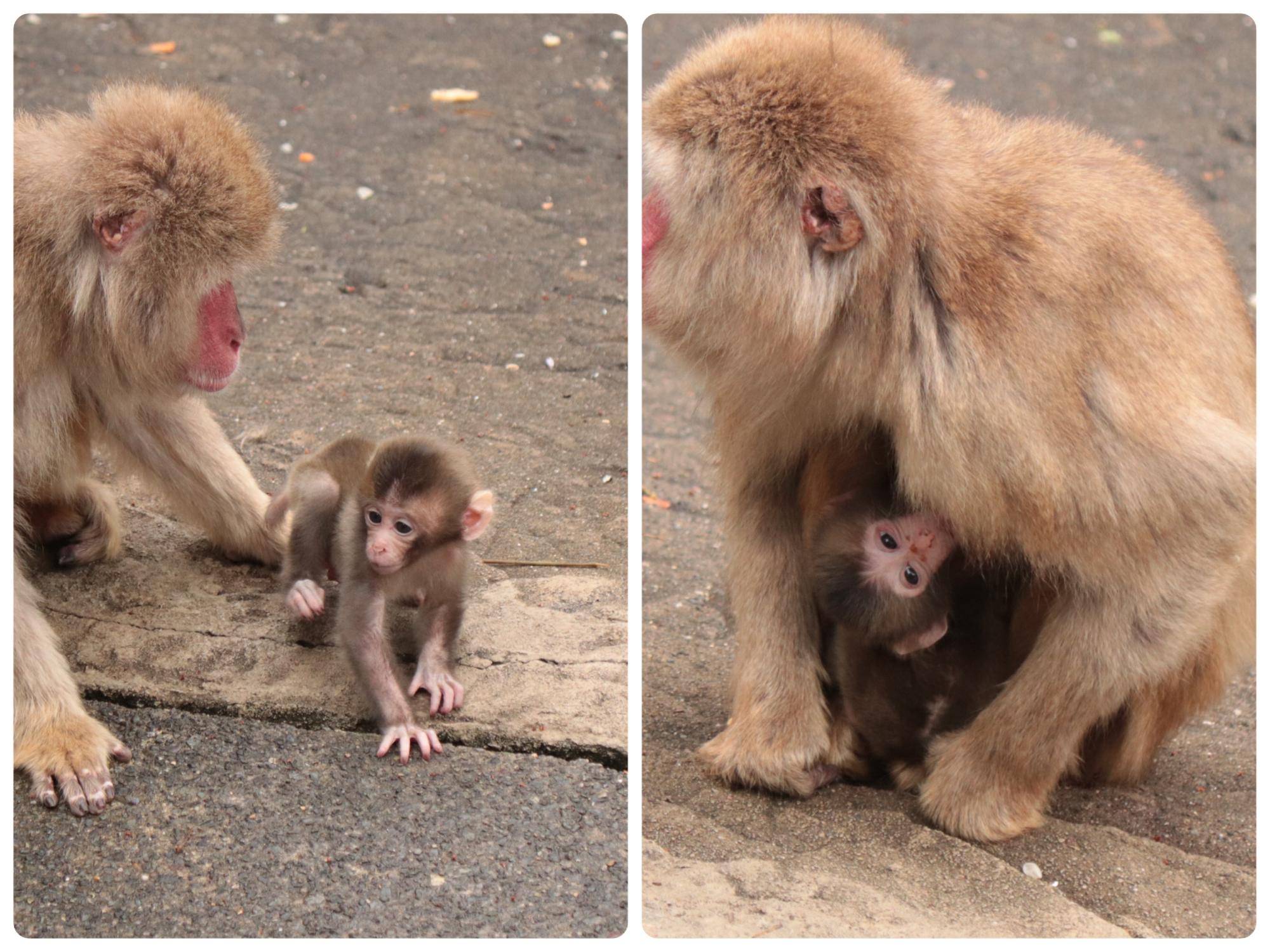 見つけてくだサル？ニホンザル🐵（5月）赤ちゃんが生まれました✨の写真