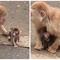 見つけてくだサル？ニホンザル🐵（5月）赤ちゃんが生まれました✨の画像