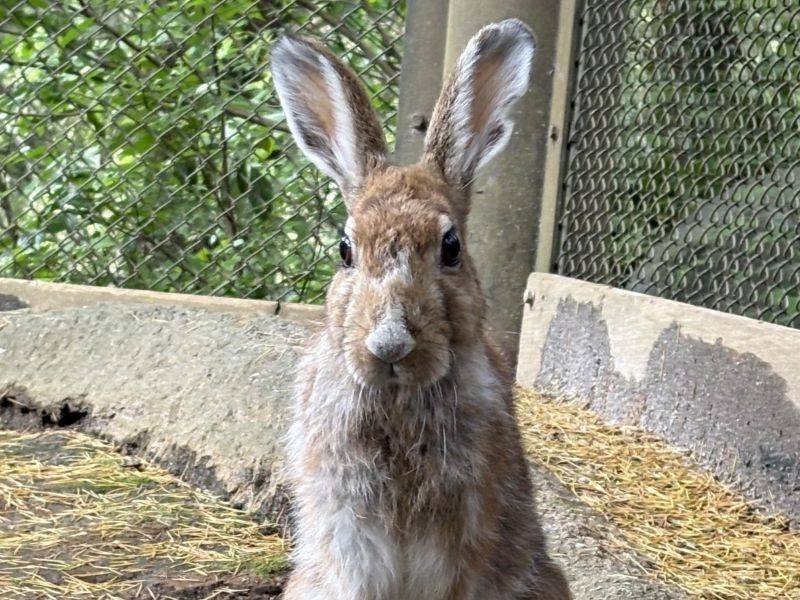 ノウサギで感じる季節の変化～春編～の写真