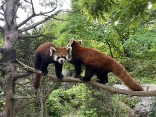 レッサーパンダ　成長記２０