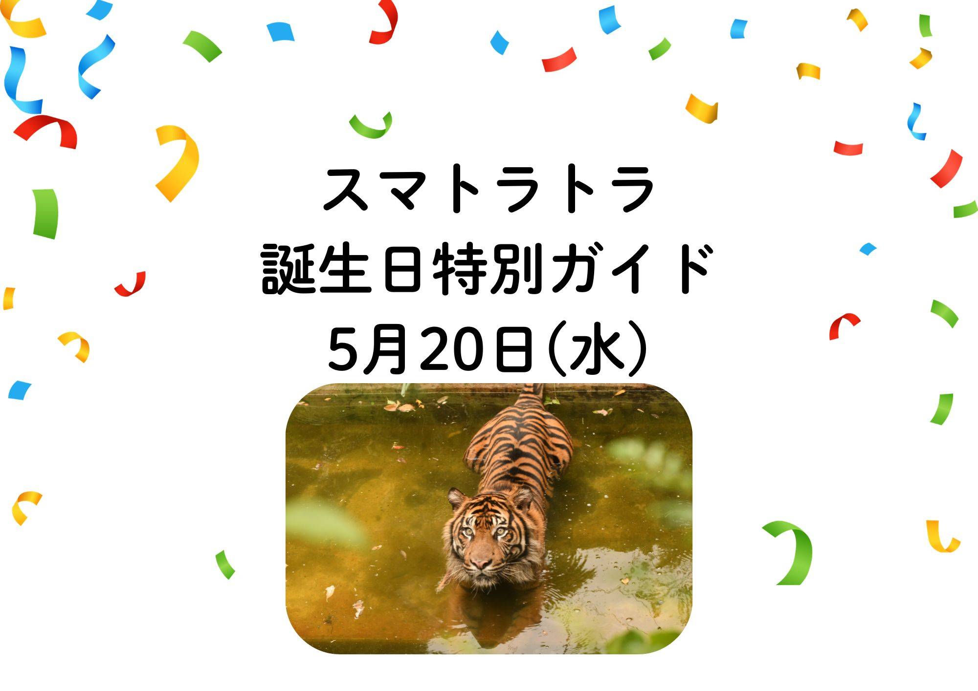 スマトラトラ 誕生日特別ガイドの写真