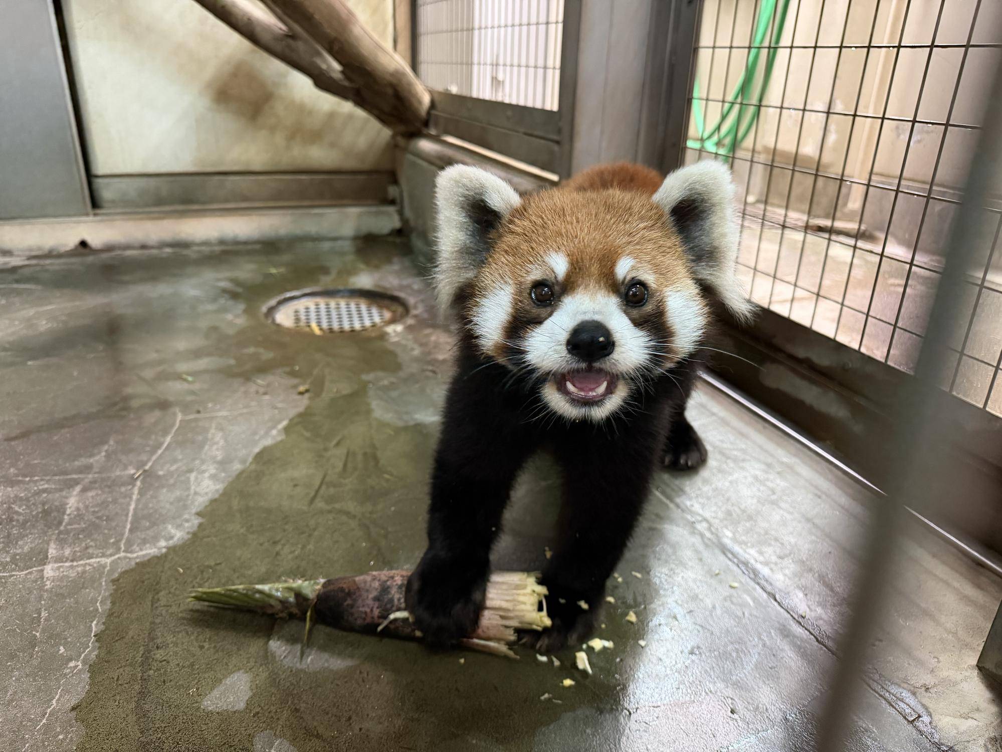 レッサーパンダ　まめたろうと筍の写真